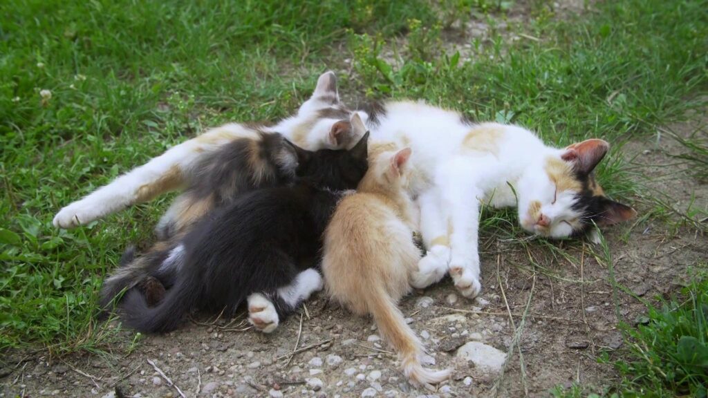 des chatons tètent leur mère