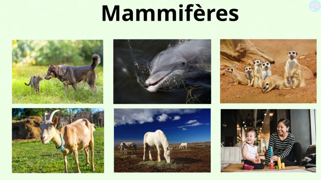 Des animaux mammifères