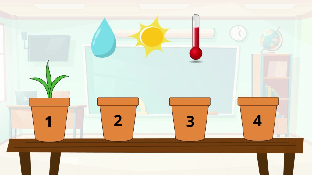 Résultat de l'expérience en classe les plantes poussent grâce à l'eau au soleil et à la température
