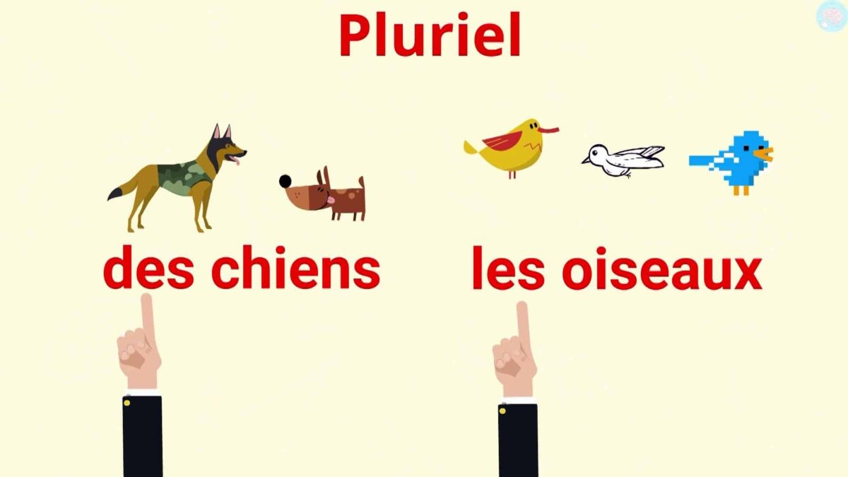 Le Singulier Et Le Pluriel, Les Distinguer Au CP Et CE1 - Maître Lucas