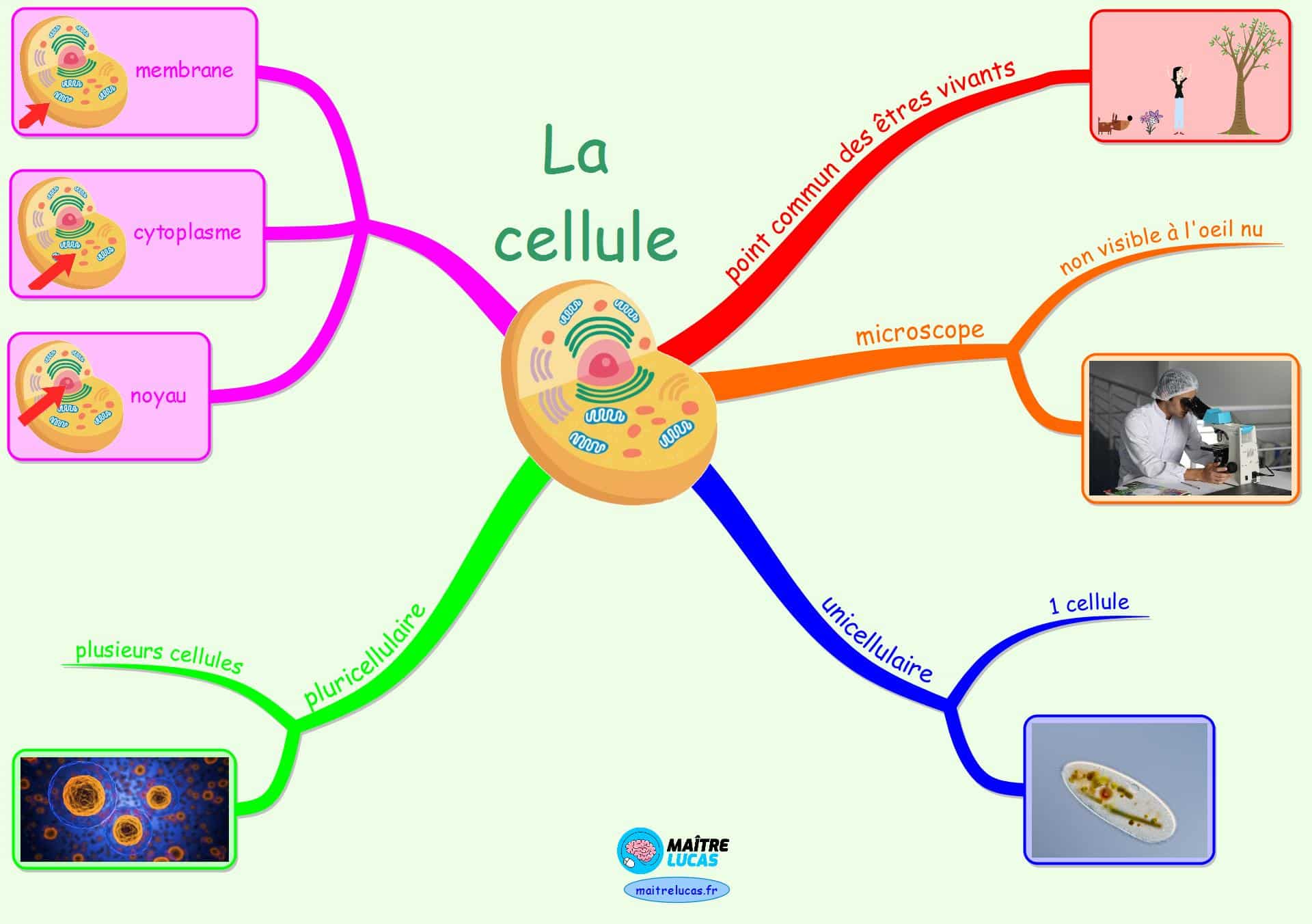 Carte mentale cellule sciences cm2 6ème cycle 3