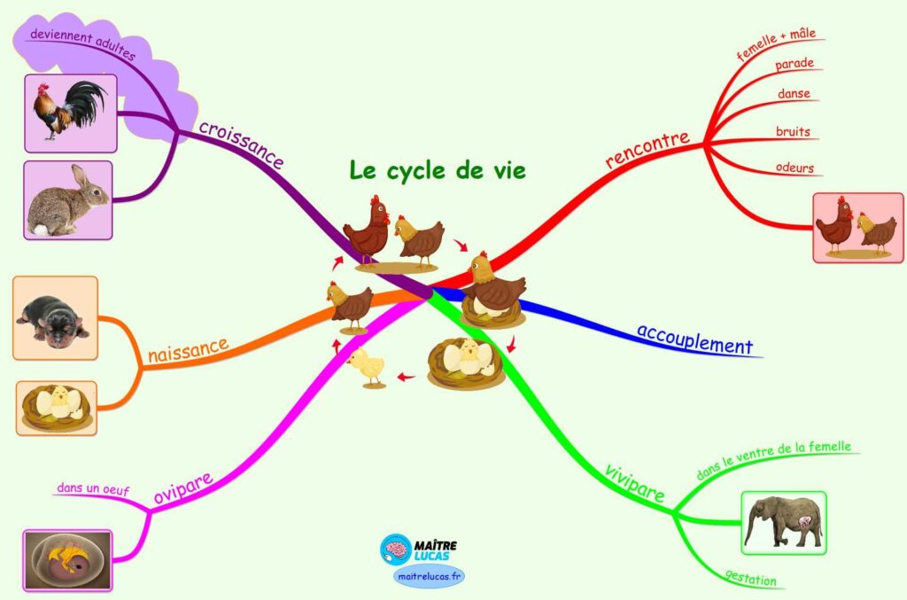 Carte mentale Cycle de la vie CP CE1 CE2
