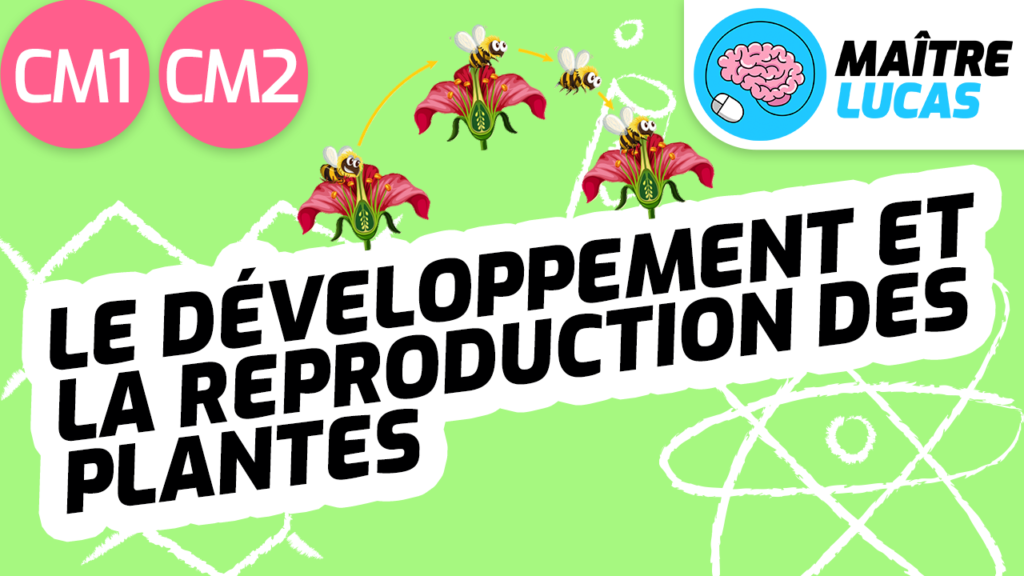 La Reproduction Des Plantes Cm2 Pdf Développement et reproduction des plantes CM1 CM2 - Maître Lucas