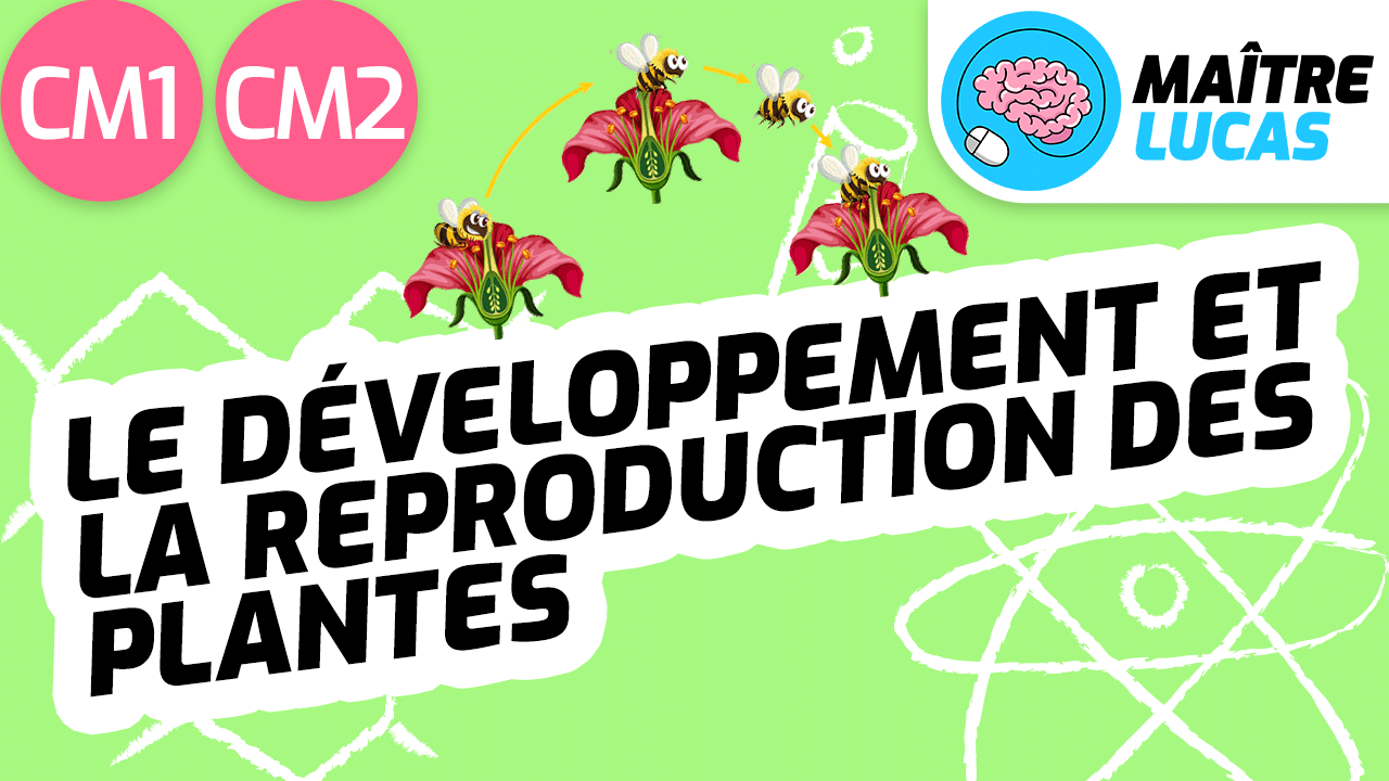 Leçon développement et reproduction des plantes CM1 CM2