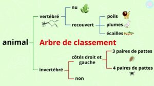 La Diversité Des êtres Vivants Pour CM1 Et CM2 - Maître Lucas