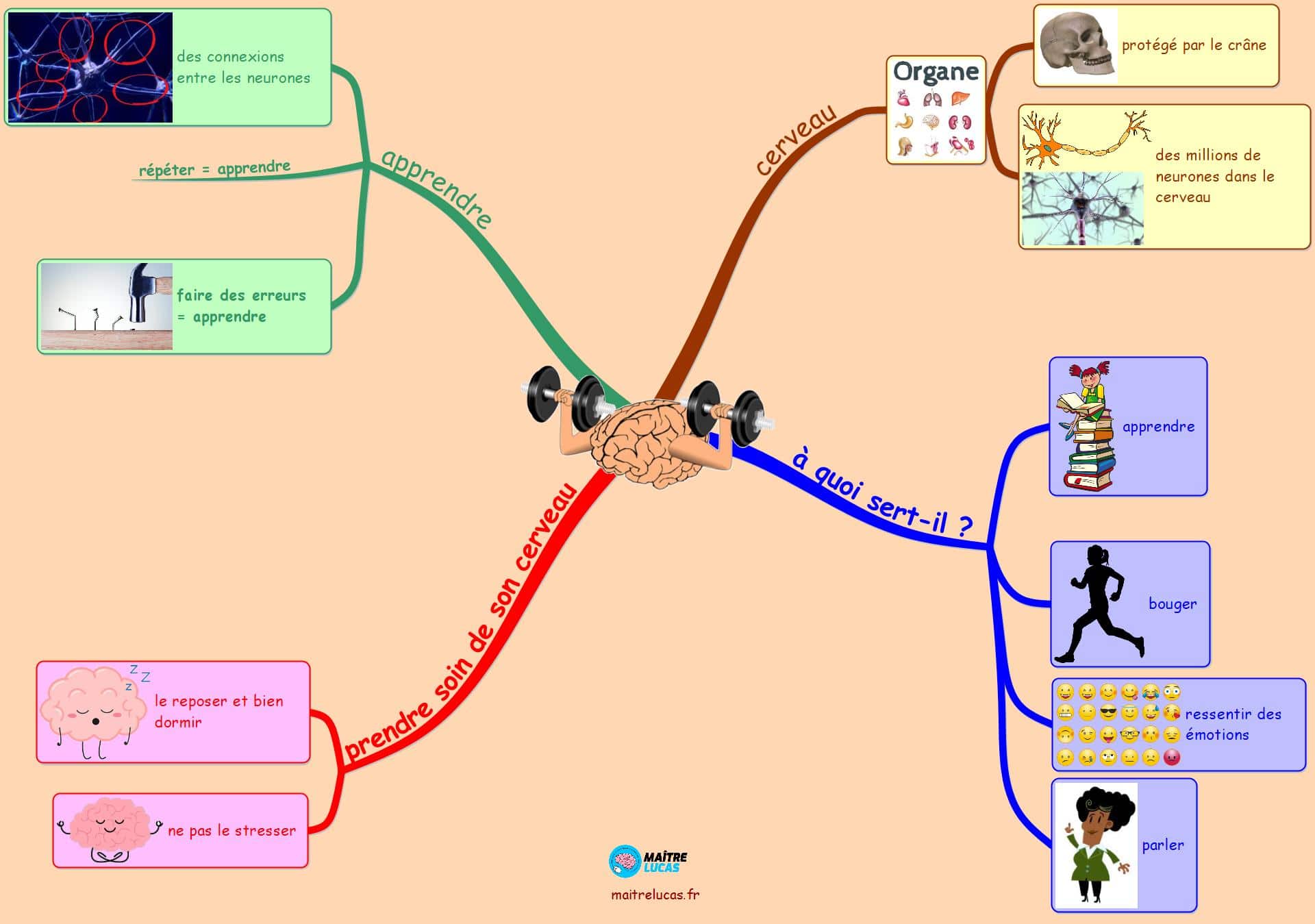 Le Cerveau Son Fonctionnement Pour Cp Ce1 Ce2 Maître Lucas