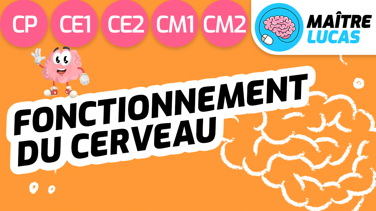 Leçon le fonctionnement du cerveau CP CE1 CE2 CM1 CM2