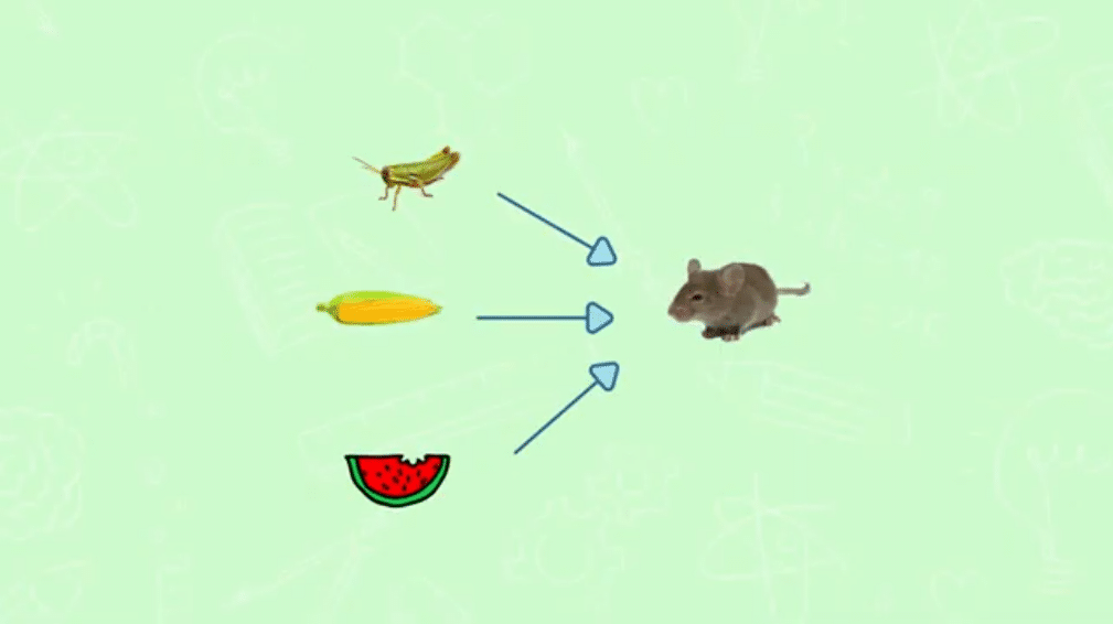 chaîne alimentaire différent type de nourriture pour la souris