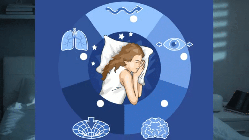 Les différentes phases pendant le sommeil