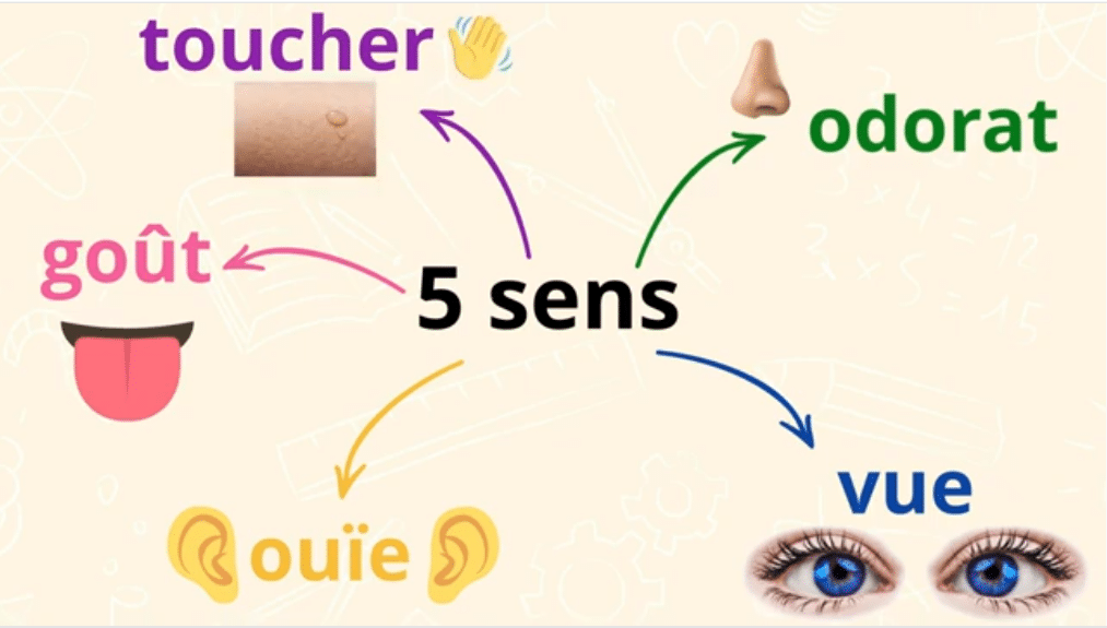 Les 5 sens le résumé odorat vue ouïe goût toucher