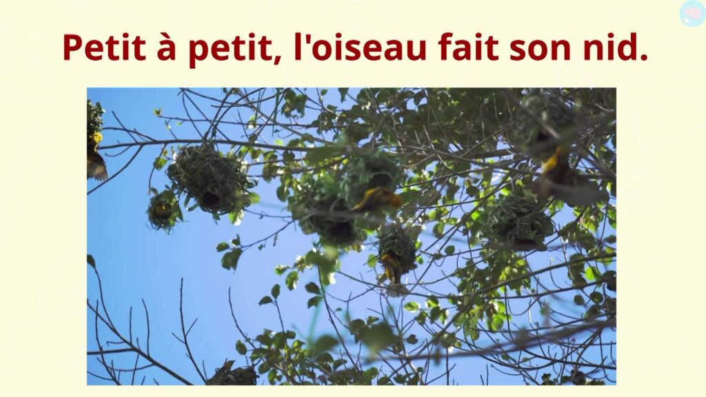 Proverbe Petit à petit l'oiseau fait son nid.