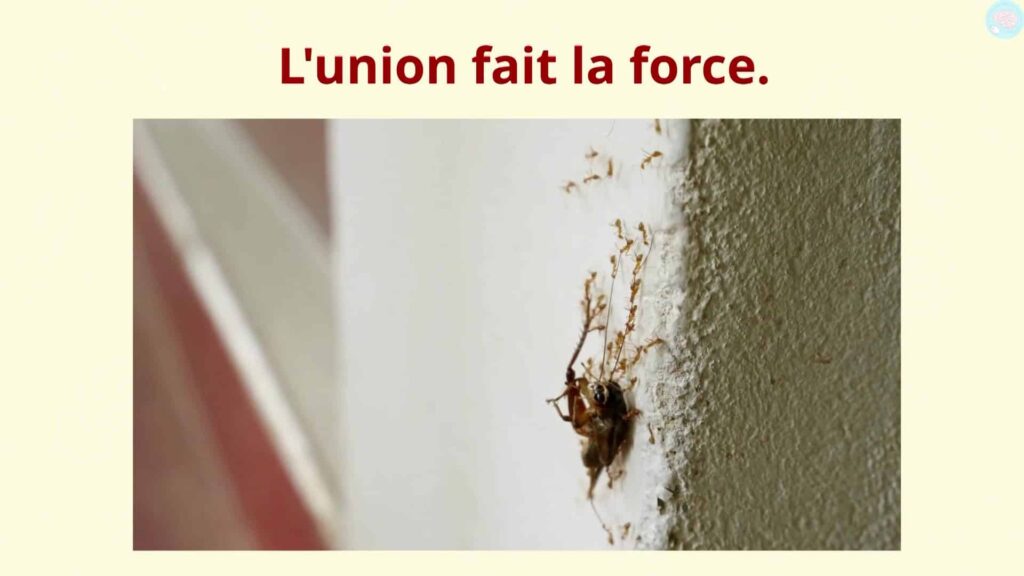 Le proverbe L'union fait la force