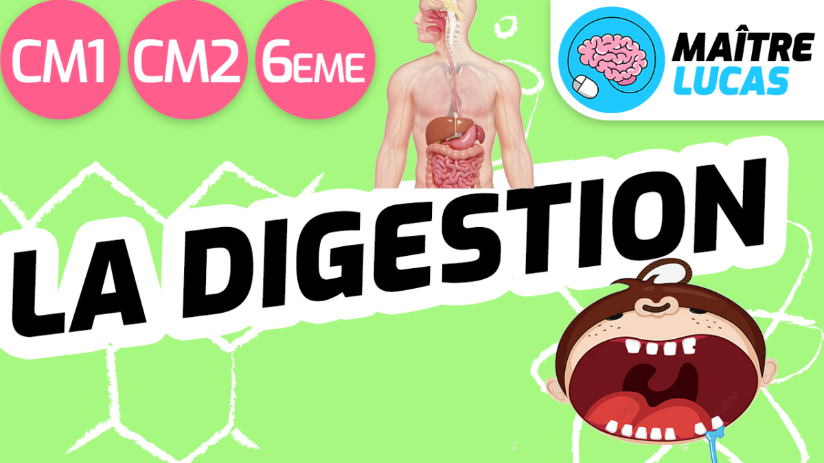 Leçon la digestion CM1 CM2