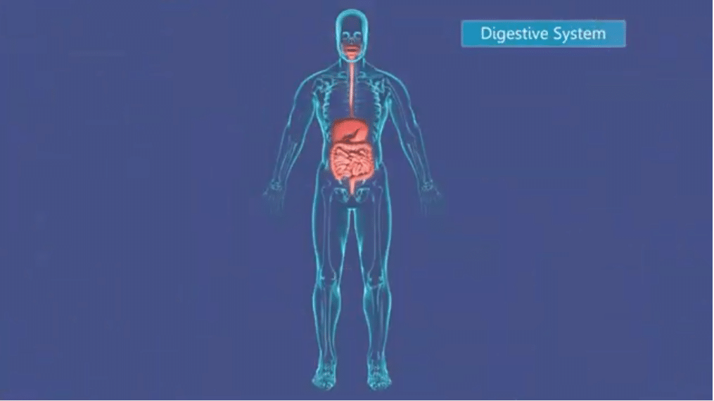 système digestif et la digestion