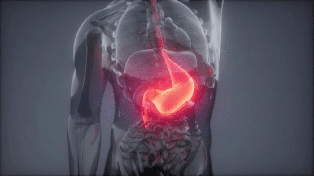La digestion et le rôle de l'estomac