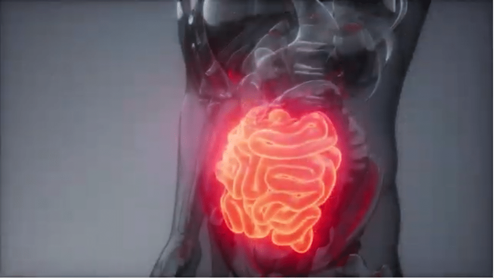 La digestion et le rôle des intestins