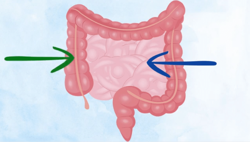 La digestion et le rôle du gros intestin
