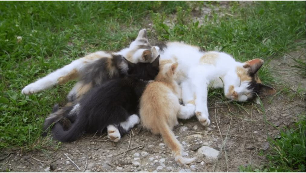 des chatons tètent leur mère